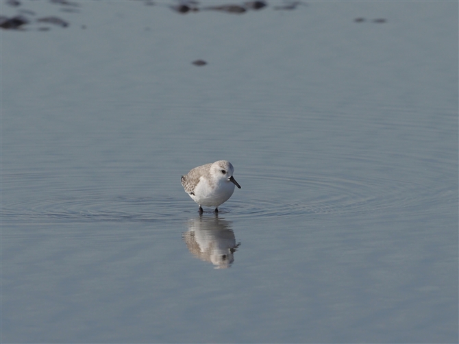 ~rVM,Sanderling